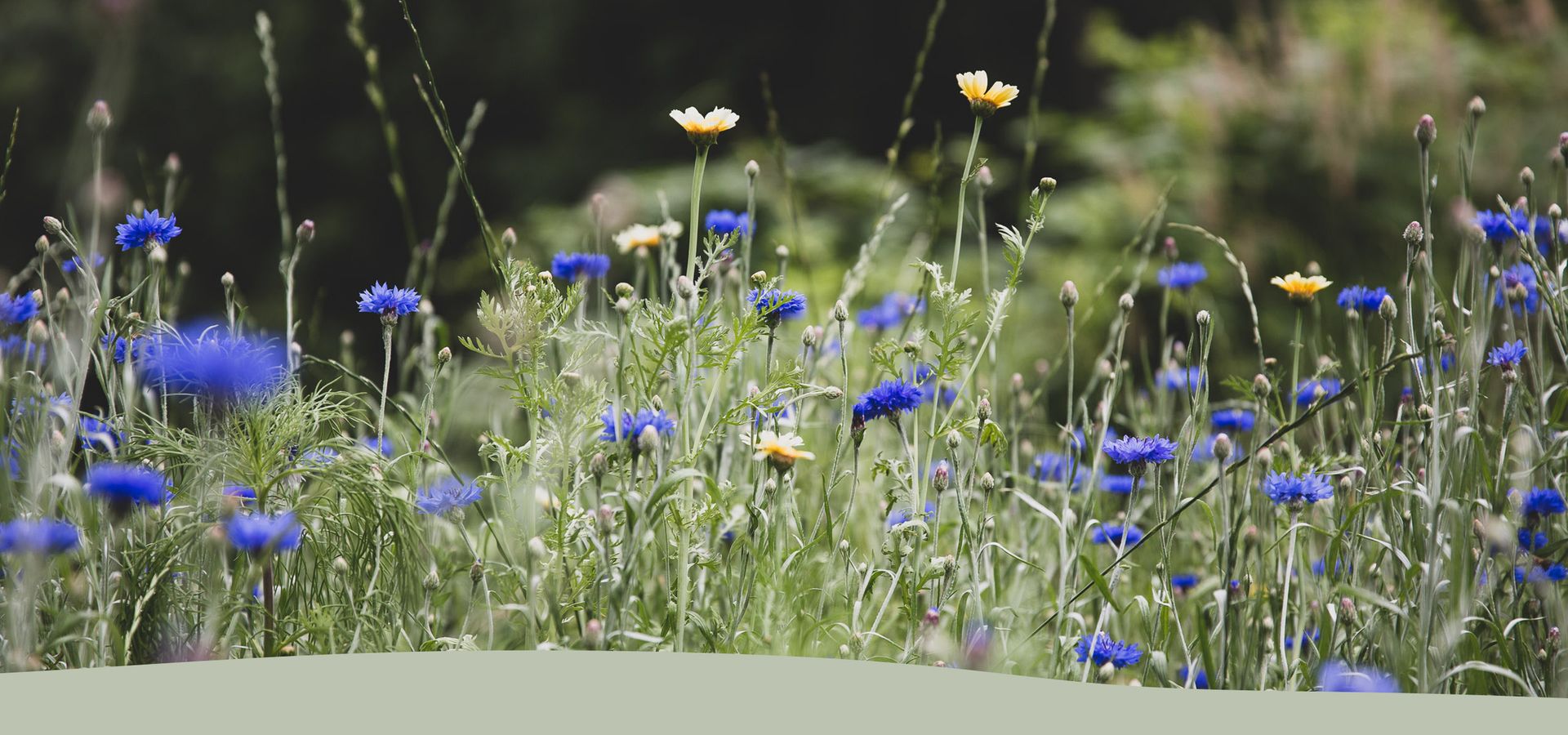 Blühende Kornblumen und Margeriten in der Wiese am Umgebindehaus